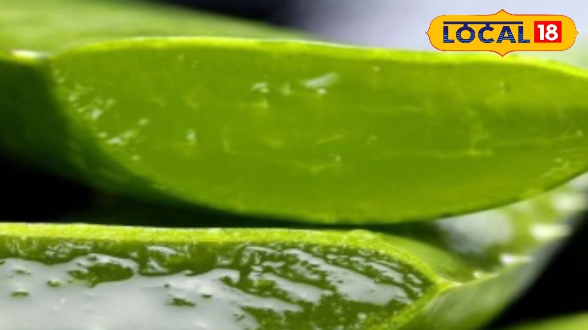 उन्हाळ्यात केसाच्या समस्यांचं टेन्शन सोडा, कोरफडीचा हा रामबाण उपाय ट्राय करा