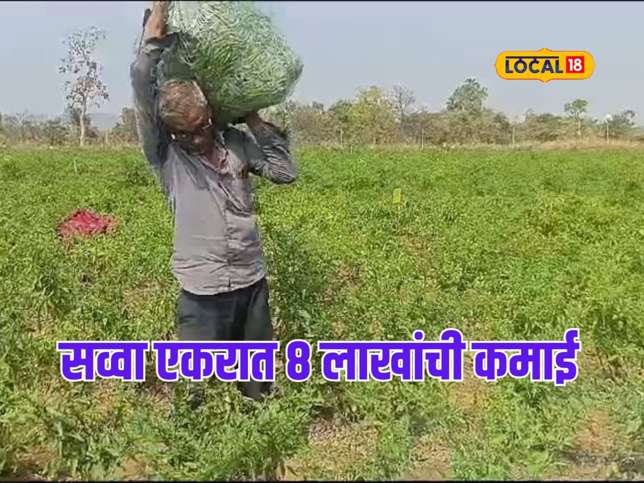 तिखट मिरचीने केली कमाल, शेतकरी झाला मालामाल; सव्वा एकरात 8 लाखांची कमाई, Video