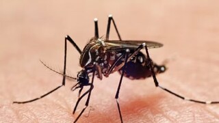 संध्याकाळ झाल्यावर घरात डास येतात? 8 टिप्स वापरा, कानाकोपऱ्यातले डास पळून जातील संध्याकाळ झाल्यावर घरात डास येतात? 8 टिप्स वापरा, कानाकोपऱ्यातले डास पळून जातील