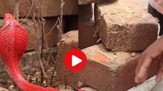 व्हायरल व्हिडीओ व्हायरल व्हिडीओ