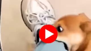 कुत्र्याच्या हल्ल्याचा व्हिडीओ