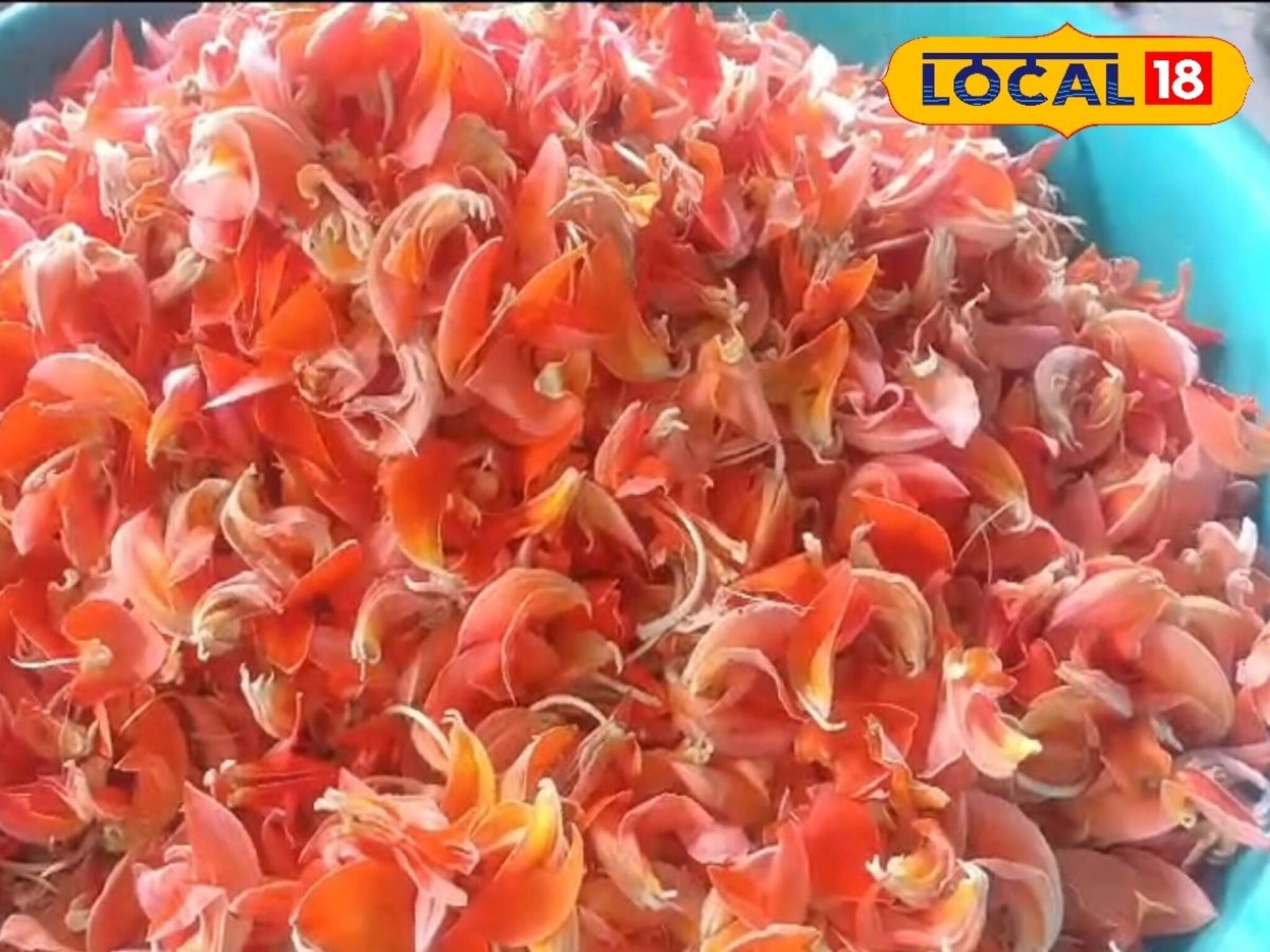 तारुण्यपण टिकून ठेवायला होईल मदत; पाहा पळसाच्या फुलांपासून बनलेल्या रंगाचे फायदे