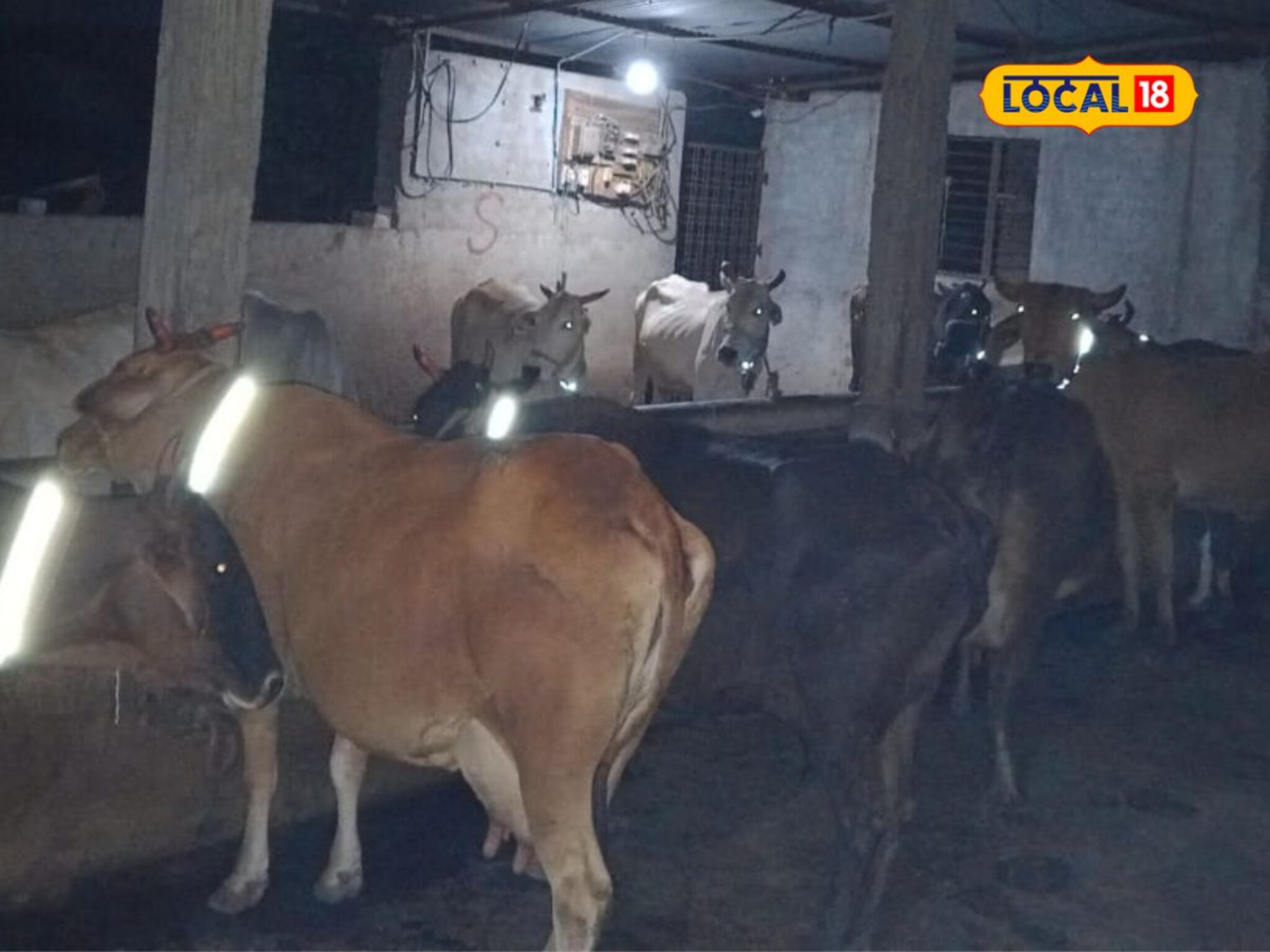 बेल्टच्या माध्यमातून होणार मोकाट जनावरांची सुरक्षा; जीवितहानी टाळण्यास होणार मदत