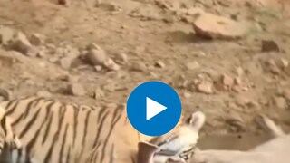  हरणाच्या शिकारीचा थरार, वाघानं झटक्यात केलं 'खल्लास'