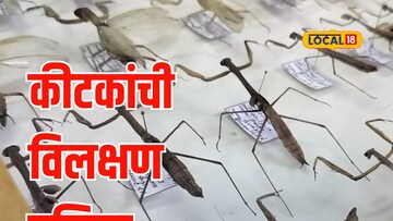 17 वर्षे जगणारा सिकाडा अन् नराला खाणारी मादी, पाहा कीटकांचं अद्भुत जग ...
