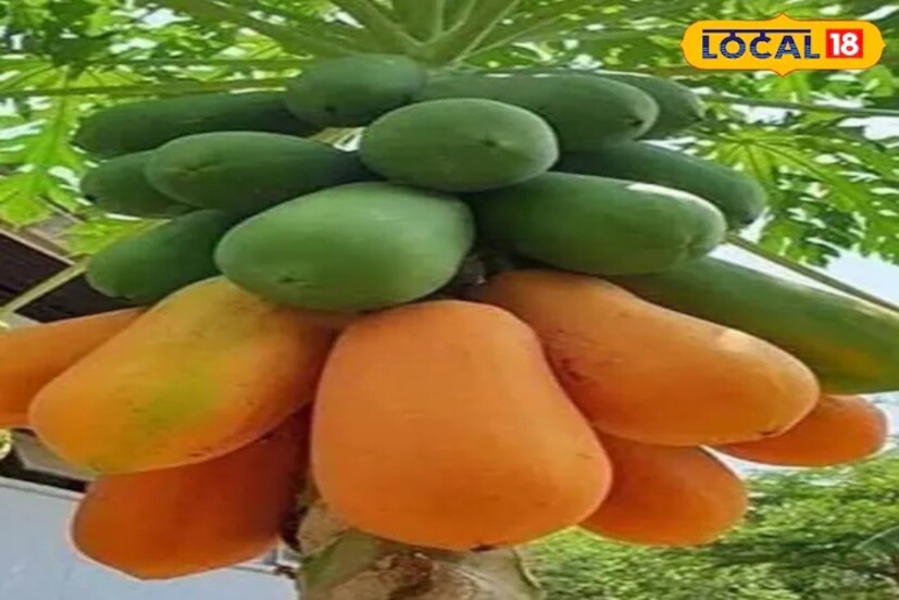 एखाद्या औषधाची ऍलर्जी, कोणत्याही रोगाचा दुष्परिणाम किंवा शरीरात कोणत्याही जीवनसत्वाच्या कमतरतेमुळे तोंडावर व्रण किंवा जखमा निर्माण होतात. अशावेळी पपई खाल्ल्याने खूप फायदा होतो. याशिवाय पपईचे दूध जिभेवर लावल्याने जिभेवरील जखमा लवकर बऱ्या होतात.