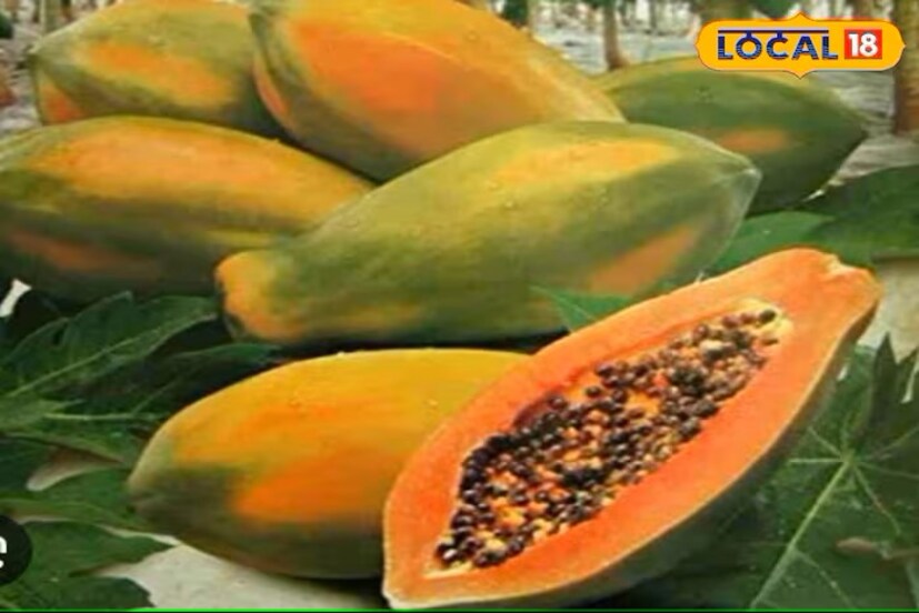 दातदुखी तसेच मूळव्याधच्या समस्येवर पपई खूप फायदेशीर आहे. कच्च्या पपईपासून काढलेले दूध मूळव्याधात लावल्यास फायदा होतो. तसेच दात दुखत असतील तर कच्च्या पपईचे दूध कापसात गुंडाळून दातावर लावल्याने हा त्रास बऱ्याच प्रमाणात बरा होतो.