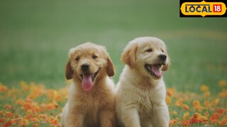 त्यांच्या शरिराचं तापमान आपल्या शरिराच्या तापमानापेक्षा जास्त असतं.