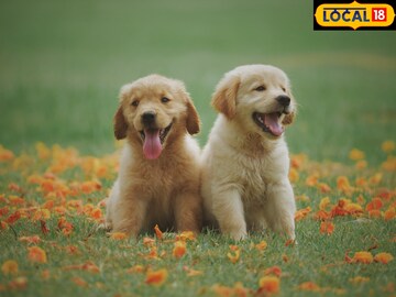 त्यांच्या शरिराचं तापमान आपल्या शरिराच्या तापमानापेक्षा जास्त असतं.