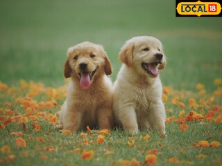 त्यांच्या शरिराचं तापमान आपल्या शरिराच्या तापमानापेक्षा जास्त असतं. त्यांच्या शरिराचं तापमान आपल्या शरिराच्या तापमानापेक्षा जास्त असतं.