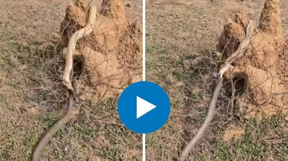 फना काढून एकमेकांशी भिडले नाग-नागिण फना काढून एकमेकांशी भिडले नाग-नागिण