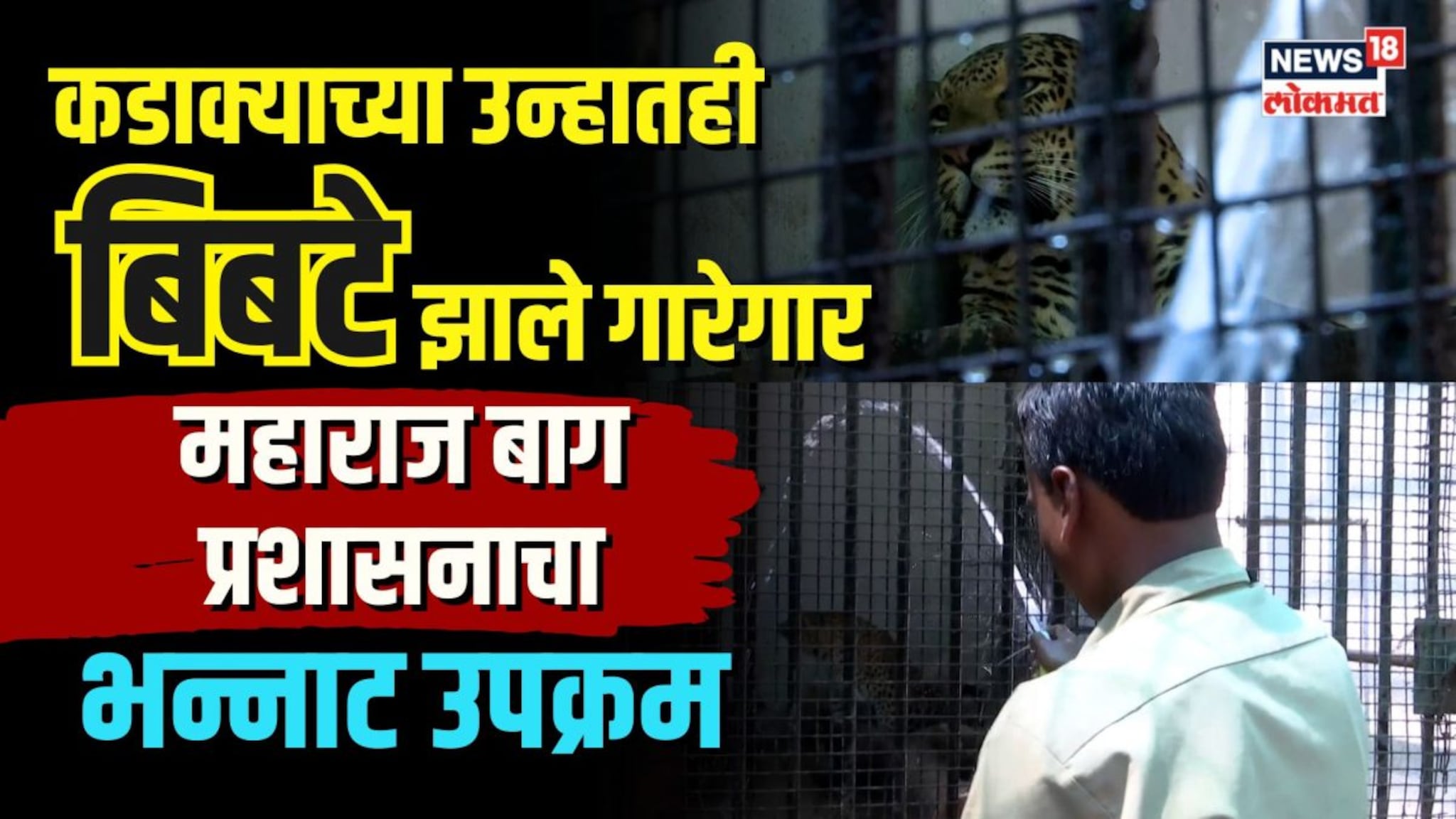 गर्मीच्या माऱ्यातही बिबटे झाले गारेगार, महाराज बाग प्रशासनाचा भन्नाट उपक्रम | N18V 