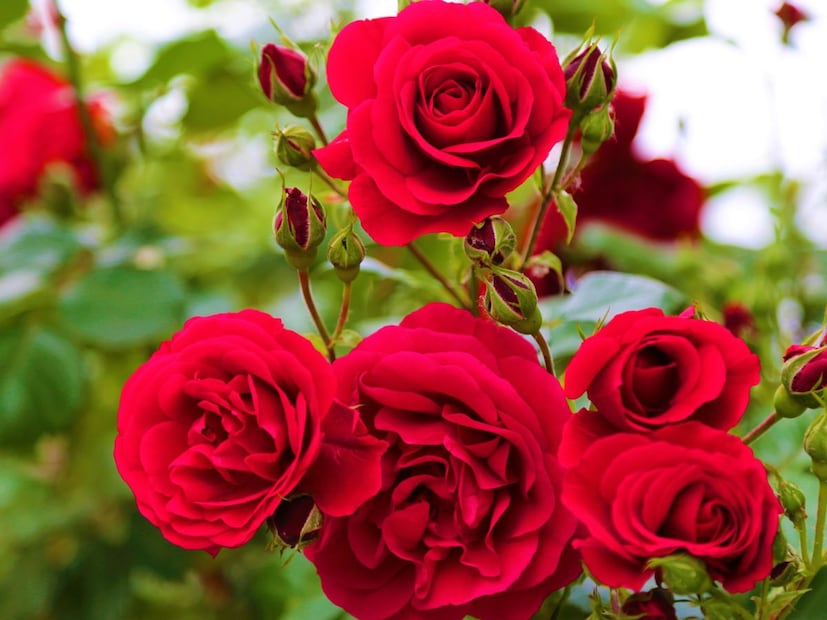 ज्योतिष आणि पूजेमध्ये फक्त लाल गुलाबाचा वापर केला जातो. लाल गुलाबाचा संबंध मंगळाशी आहे आणि त्याचा सुगंध शुक्राशी संबंधित आहे. गुलाबाच्या वापरामुळे प्रेम, आकर्षण, नातेसंबंध आणि आत्मविश्वास यांचे वरदान मिळते.