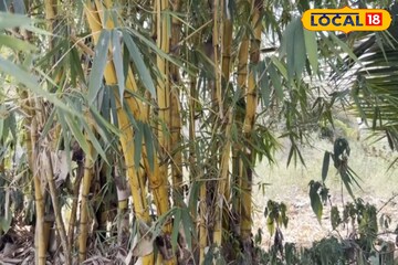 भाला, बिर्याणी अन् मांडगा, पुण्यातील शेतकऱ्याने लावले जगभरातील 16 प्रकारचे बांबू