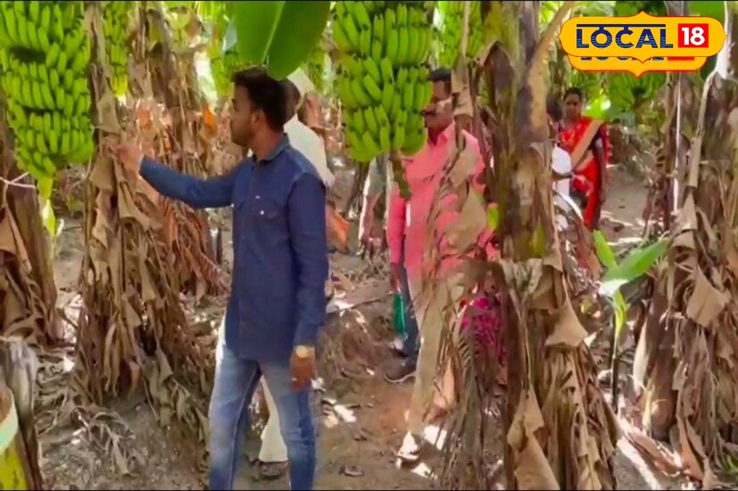 अशोक शेंडे हे दुष्काळी माण तालुक्यातील आंधळी येथील प्रगतशील शेतकरी आहेत. त्यांनी आपल्या अडीच एकरात वसईच्या केळीची लागवड केली. केळी लागवड करताना अनेकांनी त्यांना पाण्यामुळे केळीची लागवड करू नये, असा सल्ला दिला. मात्र दुष्काळावर मात करत आपल्या अडीच एकर क्षेत्रामध्ये केळीची लागवड करून त्यांनी संगोपन करून दाखवले. त्यामुळे केळीला फळधारणाही चांगली आहे.