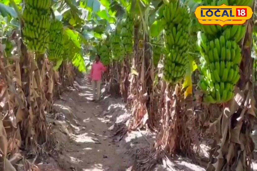 केळीच्या एका घडाला तब्बल 40 ते 45 किलो पर्यंतचा माल मिळत आहे. त्यामुळे एका एकर मधून 15 लाखापर्यंतचे सरासरी उत्पन्न मिळेल. त्याचबरोबर अडीच एकरामधून तब्बल 40 ते 45 लाखाचे उत्पन्न मिळणार असल्याचं त्यांनी सांगितलं आहे. त्याचबरोबर युवा पिढीने नोकरी मागे न धावता शेती करावी असा एक कानमंत्र देखील शेंडे यांनी दिला आहे. (शुभम बोडके, प्रतिनिधी)