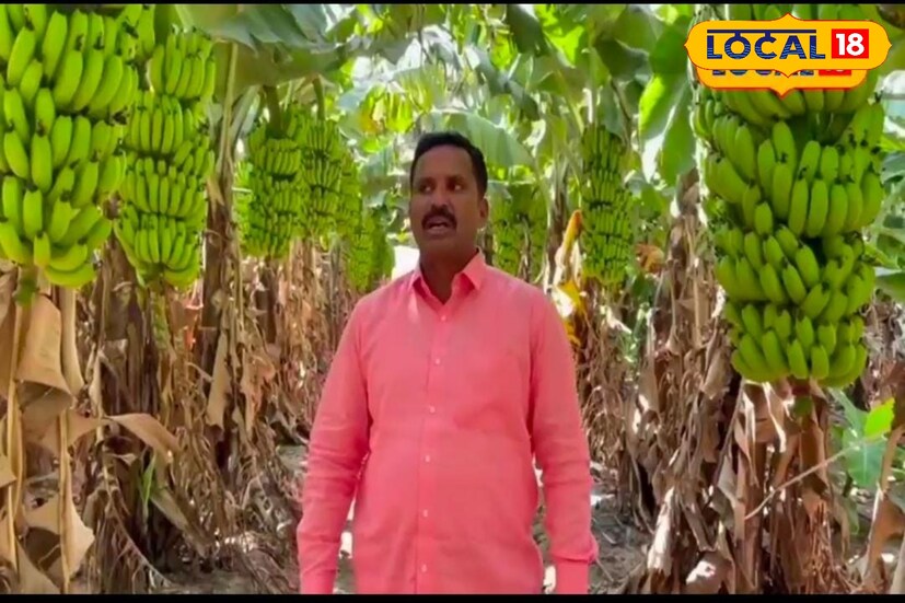 शेतकरी शेंडे हे केळीची निर्यात परदेशातही करतात. त्यामुळे दुष्काळी माणमधील केळीने इराक, इराणमधील बाजारपेठा सजल्या आहेत. शेंडे यांनी पिकवलेल्या केळीला परदेशात मागणी आहे. त्यामुळे माण खटाव सारख्या दुष्काळी भागात शेंडे यांना जवळपास 30 ते 35 लाखांचे उत्पन्न वसई केळीच्या उत्पादनातून मिळाले आहे.