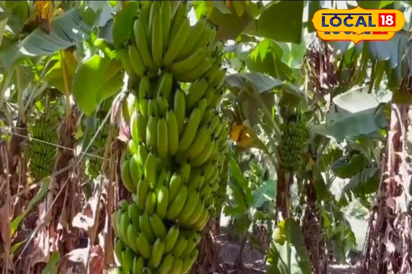 केळीची लागवड करताना 10 फुटाचे अंतर ठेवले. केळीच्या झाडाला लाकडी बांबूचा सपोर्ट न देता त्यांनी पट्टा पद्धतीचा वापर केला. तीन महिन्यांपूर्वी कच्ची बांधणी करून सहा महिन्यानंतर पुन्हा एकदा बांधणी केली आहे.