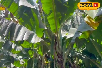 दुष्काळी माणमध्ये केळीची शेती; इराक, इराणला निर्यात अन् एकरी 15 लाखांचे उत्पन्न दुष्काळी माणमध्ये केळीची शेती; इराक, इराणला निर्यात अन् एकरी 15 लाखांचे उत्पन्न