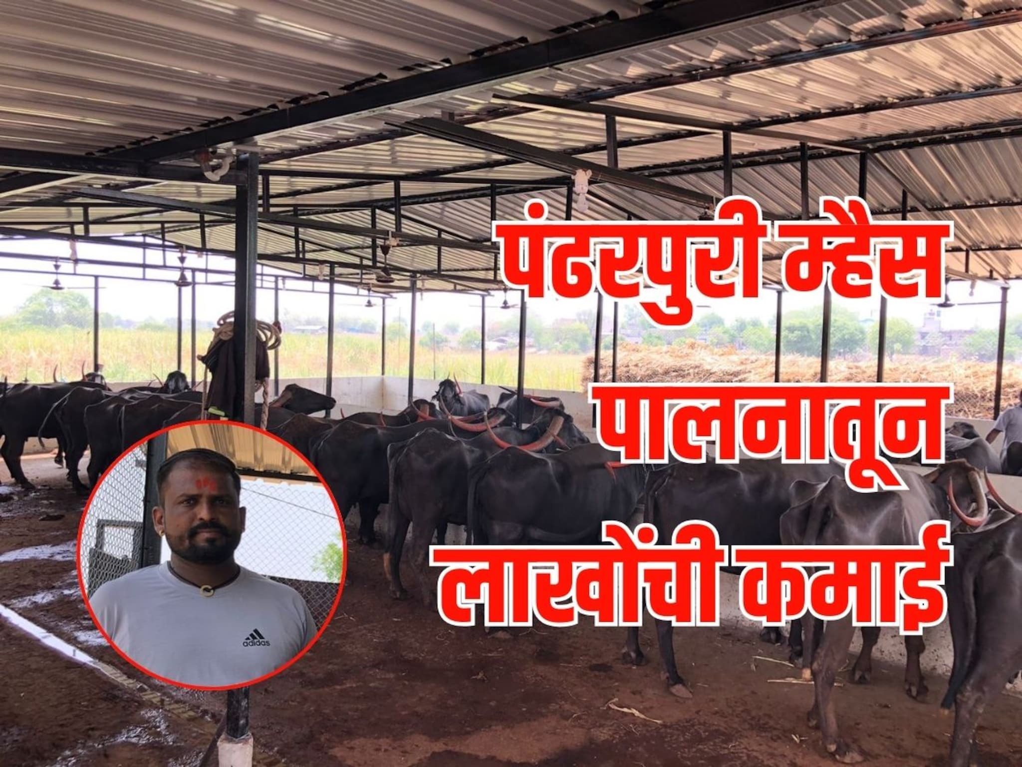 2 म्हशींपासून सुरू झाला प्रवास, आता महिन्याला 3 लाखांची कमाई, पाहा कसं केलं नियोजन? Video