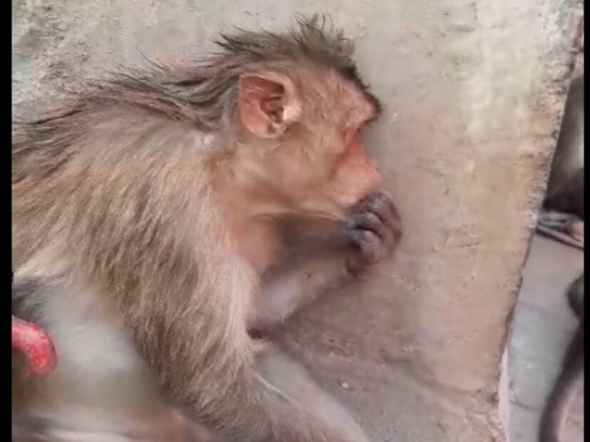 मंदिराच्या आसपास मोठं जंगल आहे तरी पाण्याची कमतरता भासू लागली आहे, त्यामुळे माकडाचा मृत्यू झाल्याचा अंदाज पशूवैद्यकीय अधिकाऱ्यांनी व्यक्त केला आहे. 
