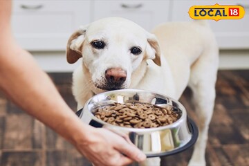 पाळीव कुत्र्याचा आहार कसा ठरतो? कोणतं फूड खायला देणं टाळावं? पाहा माहिती