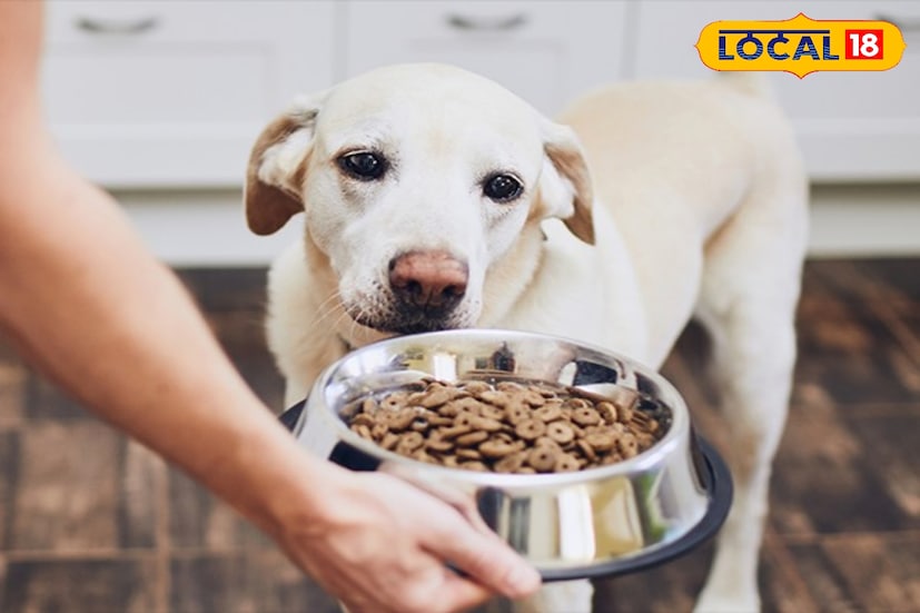 पाळीव प्राण्यांमध्ये कुत्रा हा सर्रास पाळला जाणारा प्राणी आहे. अनेकजण घराच्या संरक्षणासाठी आवर्जून श्वान पाळतात. परंतु, त्याच्या आहाराबाबत योग्य ती काळजी घेणं गरजेचं असतं. श्वानाच्या जातीवरून त्याचा आहार ठरतो. तसेच त्याच्या वजनानुसार आहार निश्चित केला जातो. याबाबत <a href="https://news18marathi.com/pune/">पुणे</a> येथील डॉग फूड विक्रेते सागर देसले यांनी माहिती दिलीय. पाळीव प्राण्यांमध्ये कुत्रा हा सर्रास पाळला जाणारा प्राणी आहे. अनेकजण घराच्या संरक्षणासाठी आवर्जून श्वान पाळतात. परंतु, त्याच्या आहाराबाबत योग्य ती काळजी घेणं गरजेचं असतं. श्वानाच्या जातीवरून त्याचा आहार ठरतो. तसेच त्याच्या वजनानुसार आहार निश्चित केला जातो. याबाबत <a href="https://news18marathi.com/pune/">पुणे</a> येथील डॉग फूड विक्रेते सागर देसले यांनी माहिती दिलीय.