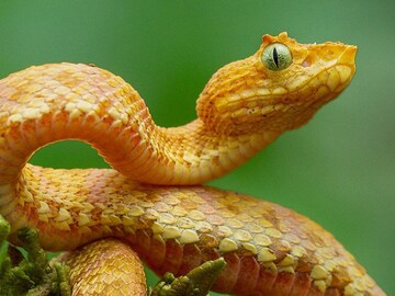 snake : सर्वात वेगानं हल्ला करतो हा साप, त्याचं विष तर खूपच खतरनाक! snake : सर्वात वेगानं हल्ला करतो हा साप, त्याचं विष तर खूपच खतरनाक!