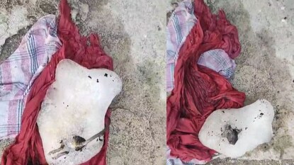 बर्फात मेलेला उंदीर