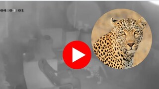 घरात घुसला आणि कोंबडीला जबड्यात पकडून नेलं