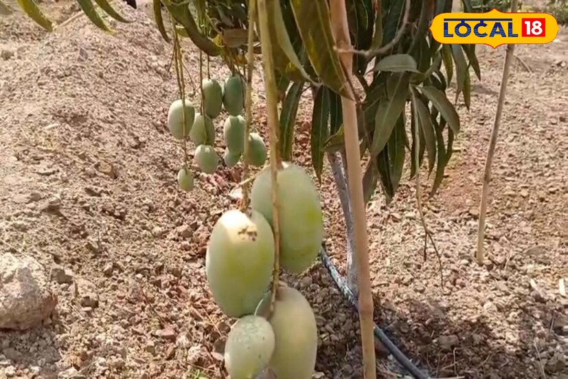 याचा संपूर्ण अभ्यास करून त्यांनी 2 वर्षांपूर्वी आपल्या अडीच एकर क्षेत्रामध्ये 1500 आंब्याची लागवड केली आहे. त्यातील 1200 झाडांना आंबे आले आहेत. यामध्ये आतापर्यंत 2 तोडणी झाल्या आहेत. 125 ते 150 रुपये प्रति किलो दराने या आंब्याला भाव मिळाला आहे.