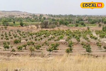 खडकाळ माळावर पिकवली आमराई, निवृत्त पोलीस अधिकारी करतोय लाखोंची कमाई खडकाळ माळावर पिकवली आमराई, निवृत्त पोलीस अधिकारी करतोय लाखोंची कमाई
