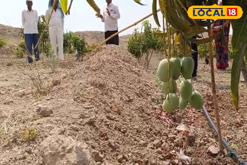 चंद्रकांत बागल यांनी जिद्द आणि चिकाटीच्या जोरावर खडकाळ माळ रान फोडून त्या माळरानावर आंब्याची बाग लावली. पूर्ण सेंद्रिय आणि नैसर्गिकरीत्या तयार केलेल्या बागेत यावर्षी आंबा चांगलाच लागला आहे.