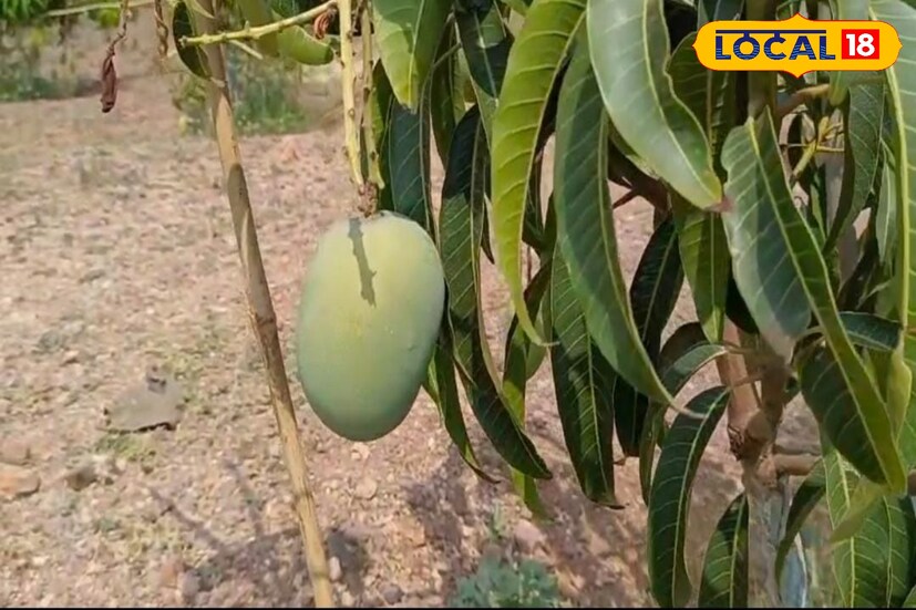 दोन ते अडीच एकर क्षेत्रामध्ये कशाचे उत्पादन घ्यायचे, वडिलोपार्जित डोंगर भाग शेतीलायक कसा करायचा, याचा विचार पोलीस सेवेत होते, तेव्हापासून ते करत होते. पोलीस सेवेत असतानाच त्यांनी कृषी अधिकारी आणि त्यांची मित्रमंडळी त्याचबरोबर माण भागातील फळबाग बागायतदार यांचे मार्गदर्शन घेतले.