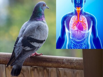 कबुतरांमुळे होतो माणसाच्या फुफ्फुसावर वाईट परिणाम! तज्ज्ञांनी सांगितलं कारण..