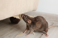 उंदीर पळवण्यासाठी जपानी उपाय! घराच्या आसपासही फिरकणार नाही