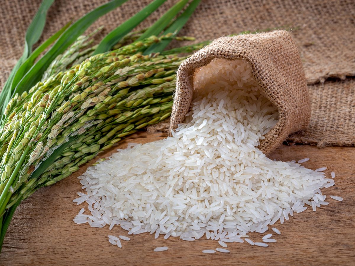 तांदूळ धुवून खाणे आवश्यक आहे का? Rice हे का महत्वाचं आधी जाणून घ्या why
