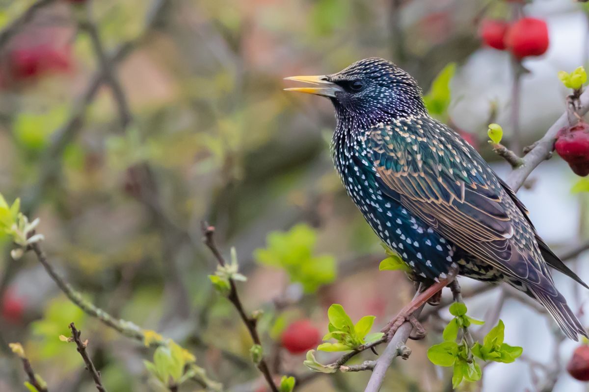पक्षों की वह आवाज सुनकर पुलिस चौंक गयी; वीडियो देखकर आपका भी सिर घूम जाएगा पक्षों की वह आवाज सुनकर पुलिस चौंक गयी; वीडियो देखकर आपका भी सिर घूम जाएगा