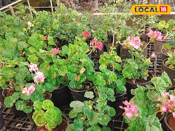 कडक उन्हात झाडी राहातील हिरवी, अशी घ्या वेळीच काळजी, सोप्या टिप्स ठरतील फायदेशीर कडक उन्हात झाडी राहातील हिरवी, अशी घ्या वेळीच काळजी, सोप्या टिप्स ठरतील फायदेशीर