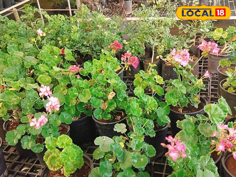 उन्हाचा चटका राज्यात चांगलाच वाढलेला दिसतोय. यामुळे बऱ्याच ठिकाणी आपल्याला घराच्या गच्चीवर, अंगणात किंवा परसात कुंड्यांमध्ये लावलेली झाडे सुकलेली पाहायला मिळतात. उन्हाचा चटका राज्यात चांगलाच वाढलेला दिसतोय. यामुळे बऱ्याच ठिकाणी आपल्याला घराच्या गच्चीवर, अंगणात किंवा परसात कुंड्यांमध्ये लावलेली झाडे सुकलेली पाहायला मिळतात.