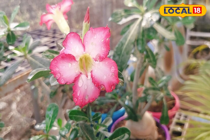  यावर उपाय म्हणजे टेरेस किंवा बाल्कनीमधील झाडांना सावली करण्यासाठी ग्रीन पॉलिहाऊस कापड वापरून झाडांना सावली करू आपण शकतो. तसेच अंगणातील झाडांसाठी देखील थोड्याफार प्रमाणात सावली आपण स्वतः तयार केली पाहिजे. मुख्यतः दुपारी 12 ते 3 या कडक उन्हात झाडे उन्हात राहणार नाहीत याची काळजी घेणे गरजेचे आहे.