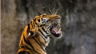 (प्रतिकात्मक फोटो) 