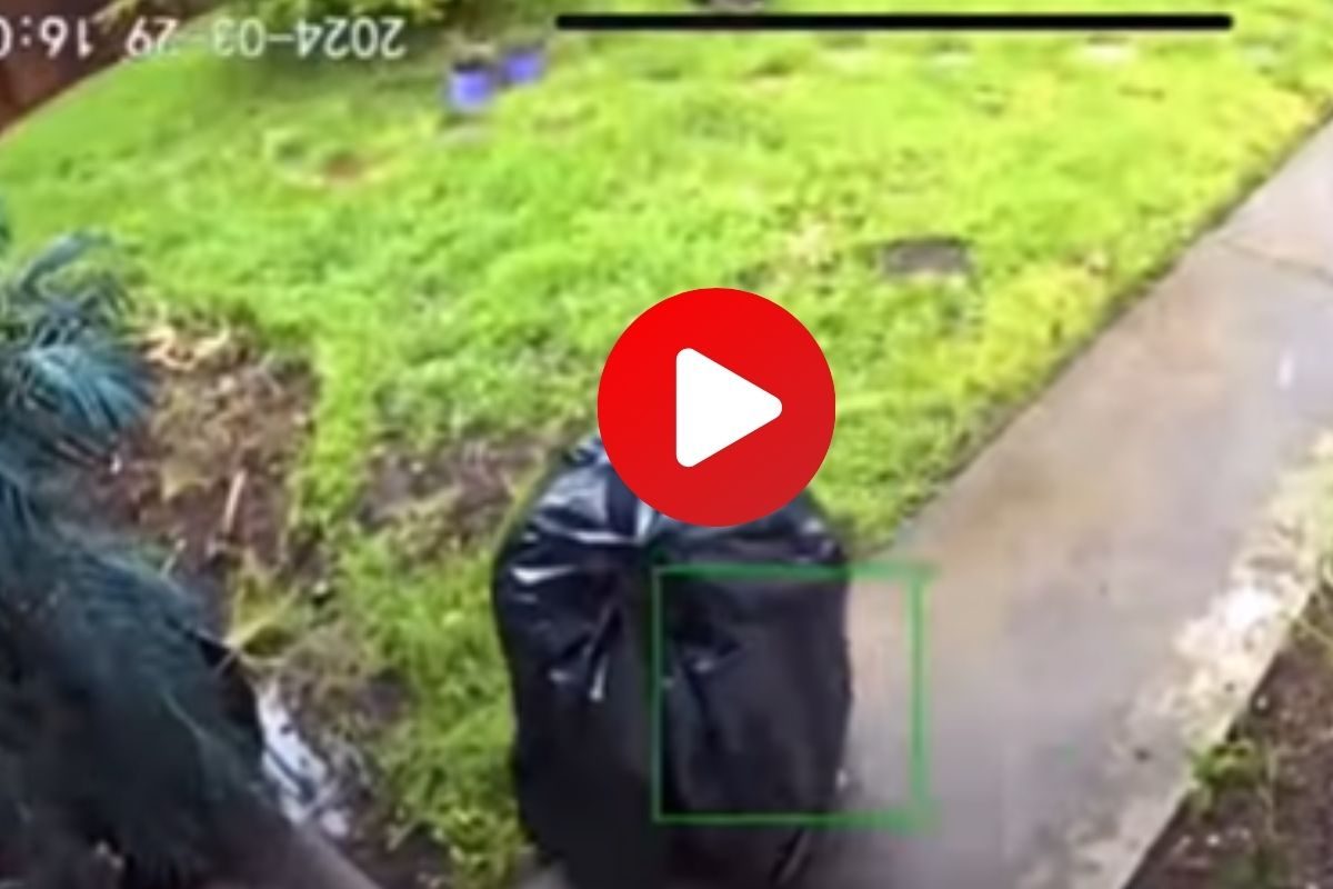 अचानक हिलने लगा बैग, फिर जो हुआ वो हैरतअंगेज, देखें वीडियो अचानक हिलने लगा बैग, फिर जो हुआ वो हैरतअंगेज, देखें वीडियो