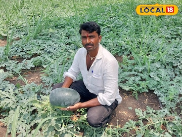 उसाच्या शेतात लावलं टरबूज, आंतरपीकातून शेतकरी मालामाल, एकरी 2 लाखांचं उत्पन्न उसाच्या शेतात लावलं टरबूज, आंतरपीकातून शेतकरी मालामाल, एकरी 2 लाखांचं उत्पन्न