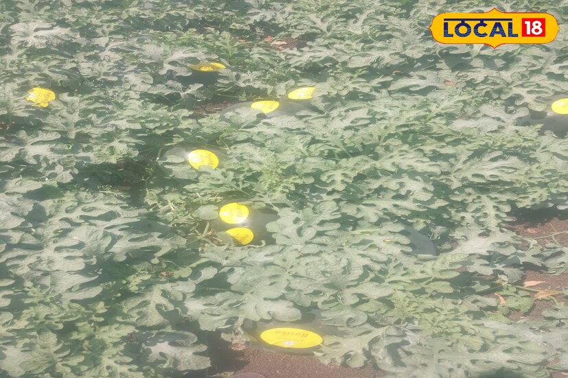 टरबूज शेतीसाठी आधुनिक पद्धत, खते, तणनाशक, कीटकनाशकांचा योग्य प्रमाणात वापर केला. तसेच शास्त्रशुद्ध पद्धतीने केलेले व्यवस्थापन यामुळे विक्रमी उत्पादन घेण्यात यश आल्याचे आटोळे यांनी स्पष्ट केले.