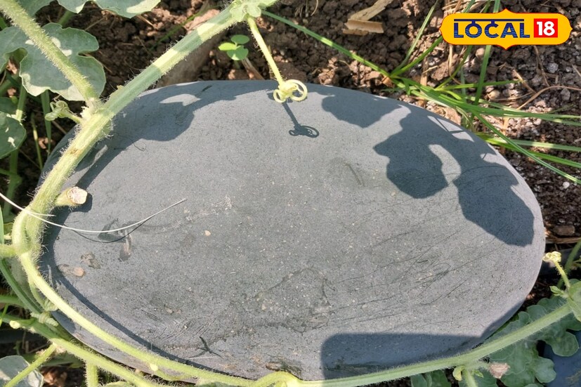 अंबड तालुक्यातील वडिगोद्री जवळील पिठोरी सिरसगाव येथील अशोक आटोळे यांनी टरबूज शेती केली. आपल्या एक एकरात 5 बाय 1.25 फूट अंतरावर बियाणे वापरले. मल्चिंग, ठिबकद्वारे पाण्याचे नियोजन करून टरबूज लागवड केली. दोन किलोपासून सहा किलोपर्यंत वजनाचे टरबूज आले. त्यामुळे विक्रमी 25 टन टरबुजाचे उत्पादन मिळाले, असे आटोळे यांनी सांगितले.