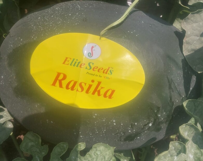 टरबूज शेतीतून 14 टनाला 9.50 रुपये प्रतिकिलोप्रमाणे 1 लाख 25 हजार रुपये एवढे उत्पन्न मिळाले. तर 10 टनाला 7 रुपये किलोप्रमाणे 70 हजार रुपयांचे उत्पन्न मिळाले. एकूण 1 लाख 95 हजार रुपये या शेतीतून मिळाले. यामध्ये 35 हजार रुपये खर्च सोडता निव्वळ एक लाख साठ हजारांचा नफा त्यांना झाला आहे. तर एकूण तीन एकर क्षेत्रावर साडेचार ते पाच लाख रुपयांचे उत्पन्न होईल, अशी अपेक्षा आटोळे यांना आहे.