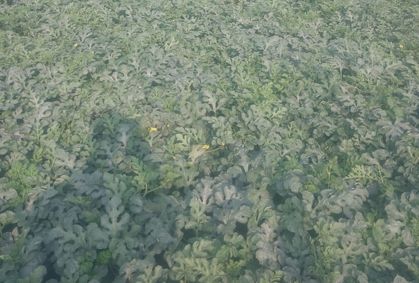 पारंपरिक पिके घेऊनही उत्पन्नाची शाश्वती नाही. त्यात अवकाळीचा फटका बसल्यानंतर मेहनत वाया जाते. उत्पन्नही कमी होते. यामुळे दरवर्षी शेतात टरबूज लागवड करतो. यातून चांगले उत्पन्न मिळत आहे. शेतीत प्रयोग करताना व्यवस्थापन योग्य पद्धतीने करणे गरजेचे आहे, असे शेतकरी अशोक आटोळे यांनी सांगितले.