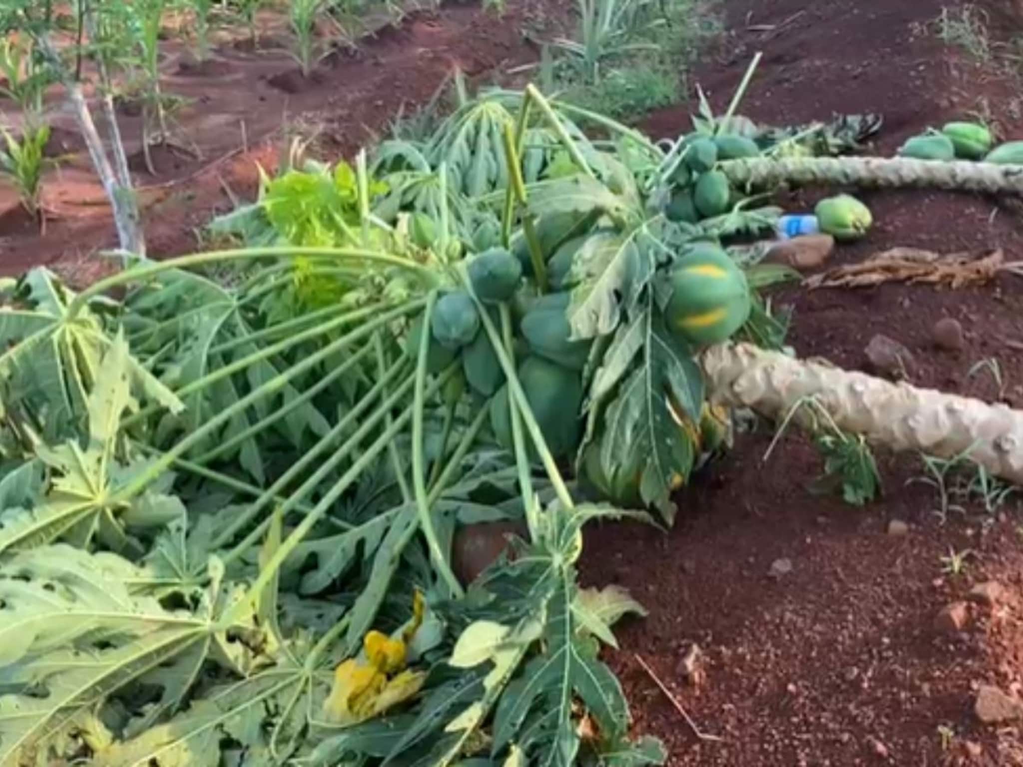 एका रात्रीत होत्याचं नव्हत झालं, कोकणातील शेतकऱ्यांना अवकाळीचा मोठा तडाखा, मन हेलावणारे photos