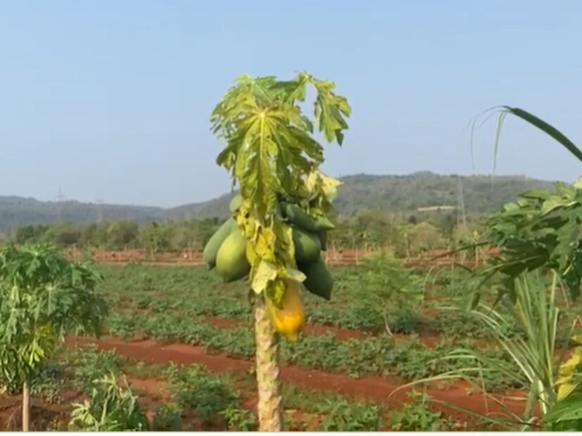 रत्नागिरी जिल्ह्यातल्या खेड परिसराला गुरुवारी अवकाळी पावसाचा मोठा तडाखा बसला. या वादळी पावसामुळे आंबा बागायतदारांसोबतच केळी आणि पपईच्या बागेचं देखील मोठं नुकसान झालं आहे. 